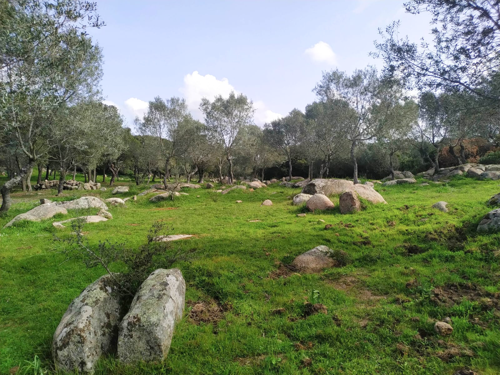 coffee and-coffee-beans